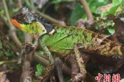 临猗云南南滚河保护区首次发现红唇棘蜥