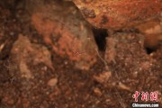 临猗江西发现蜘蛛新物种 为研究呵叻蛛属适应区域提供依据